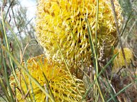 DSCF2675  B. sphaerocarpa var. dolichostyla photo taken at the  Banksia Farm, Mt Barker  on the 19/05/2014.