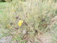 DSCF2676  B. sphaerocarpa var. dolichostyla photo taken at the  Banksia Farm, Mt Barker  on the 19/05/2014.