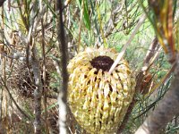 DSCF2677  B. sphaerocarpa var. dolichostyla photo taken at the  Banksia Farm, Mt Barker  on the 19/05/2014.