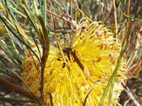 DSCF2678  B. sphaerocarpa var. dolichostyla photo taken at the  Banksia Farm, Mt Barker  on the 19/05/2014.