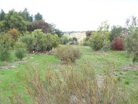 DSCF2697  B. sphaerocarpa var. dolichostyla photo taken at the  Banksia Farm, Mt Barker  on the 19/05/2014.