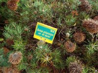 DSCF2370  B. spherocarpa var. latifolia photo taken at the  Banksia Farm, Mt Barker  on the 19/05/2014.