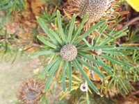 DSCF2371  B. spherocarpa var. latifolia photo taken at the  Banksia Farm, Mt Barker  on the 19/05/2014.