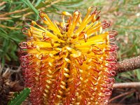 DSCF2457  B. spinulosa var. collina photo taken at the  Banksia Farm, Mt Barker  on the 19/05/2014.