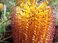 DSCF2458  B. spinulosa var. collina photo taken at the  Banksia Farm, Mt Barker  on the 19/05/2014.