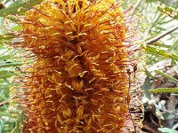 DSCF2459  B. spinulosa var. collina photo taken at the  Banksia Farm, Mt Barker  on the 19/05/2014.