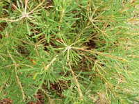 DSCF2460  B. spinulosa var. collina photo taken at the  Banksia Farm, Mt Barker  on the 19/05/2014.