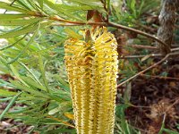 DSCF2734  B. spinulosa var. collina photo taken at the  Banksia Farm, Mt Barker  on the 19/05/2014.