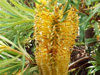 DSCF2735  B. spinulosa var. collina photo taken at the  Banksia Farm, Mt Barker  on the 19/05/2014.