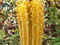 DSCF2736  B. spinulosa var. collina photo taken at the  Banksia Farm, Mt Barker  on the 19/05/2014.