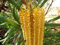DSCF2737  B. spinulosa var. collina photo taken at the  Banksia Farm, Mt Barker  on the 19/05/2014.