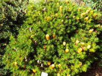 DSCF2738  B. spinulosa var. collina photo taken at the  Banksia Farm, Mt Barker  on the 19/05/2014.