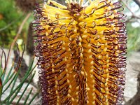 DSCF2522  B. spinulosa var. spinulosa photo taken at the  Banksia Farm, Mt Barker  on the 19/05/2014.