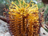 DSCF2524  B. spinulosa var. spinulosa photo taken at the  Banksia Farm, Mt Barker  on the 19/05/2014.