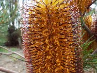 DSCF2525  B. spinulosa var. spinulosa photo taken at the  Banksia Farm, Mt Barker  on the 19/05/2014.