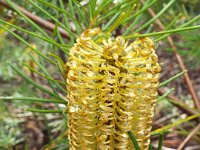 DSCF2611  B. spinulosa var. spinulosa photo taken at the  Banksia Farm, Mt Barker  on the 19/05/2014.