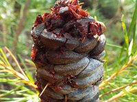DSCF2612  B. spinulosa var. spinulosa photo taken at the  Banksia Farm, Mt Barker  on the 19/05/2014.