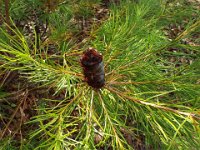 DSCF2613  B. spinulosa var. spinulosa photo taken at the  Banksia Farm, Mt Barker  on the 19/05/2014.