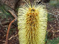 DSCF2426  B. tricuspis photo taken at the  Banksia Farm, Mt Barker  on the 19/05/2014.