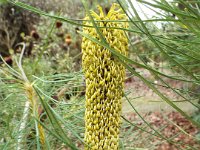 DSCF2427  B. tricuspis photo taken at the  Banksia Farm, Mt Barker  on the 19/05/2014.