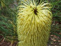 DSCF2428  B. tricuspis photo taken at the  Banksia Farm, Mt Barker  on the 19/05/2014.