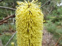 DSCF2429  B. tricuspis photo taken at the  Banksia Farm, Mt Barker  on the 19/05/2014.