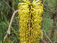 DSCF2430  B. tricuspis photo taken at the  Banksia Farm, Mt Barker  on the 19/05/2014.