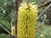 DSCF2431  B. tricuspis photo taken at the  Banksia Farm, Mt Barker  on the 19/05/2014.