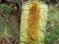 DSCF2432  B. tricuspis photo taken at the  Banksia Farm, Mt Barker  on the 19/05/2014.