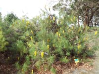DSCF2580  B. tricuspis photo taken at the  Banksia Farm, Mt Barker  on the 19/05/2014.