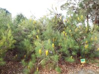 DSCF2581  B. tricuspis photo taken at the  Banksia Farm, Mt Barker  on the 19/05/2014.