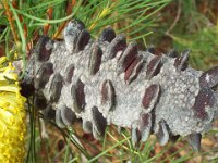DSCF2582  B. tricuspis photo taken at the  Banksia Farm, Mt Barker  on the 19/05/2014.