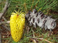 DSCF2583  B. tricuspis photo taken at the  Banksia Farm, Mt Barker  on the 19/05/2014.