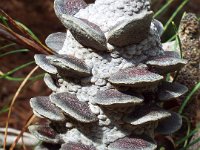 DSCF2584  B. tricuspis photo taken at the  Banksia Farm, Mt Barker  on the 19/05/2014.