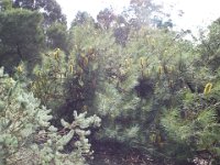 DSCF2589  B. tricuspis photo taken at the  Banksia Farm, Mt Barker  on the 19/05/2014.