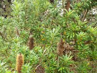 DSCF2547  B. verticillata photo taken at the  Banksia Farm, Mt Barker  on the 19/05/2014.