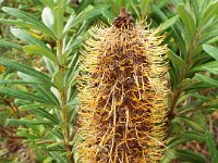 DSCF2548  B. verticillata photo taken at the  Banksia Farm, Mt Barker  on the 19/05/2014.