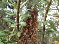 DSCF2549  B. verticillata photo taken at the  Banksia Farm, Mt Barker  on the 19/05/2014.