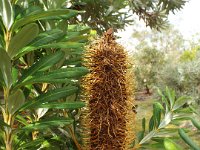 DSCF2550  B. verticillata photo taken at the  Banksia Farm, Mt Barker  on the 19/05/2014.