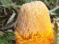DSCF2563  B. victoriae photo taken at the  Banksia Farm, Mt Barker  on the 19/05/2014.