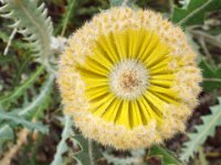 DSCF2565  B. victoriae photo taken at the  Banksia Farm, Mt Barker  on the 19/05/2014.
