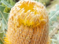 DSCF2566  B. victoriae photo taken at the  Banksia Farm, Mt Barker  on the 19/05/2014.