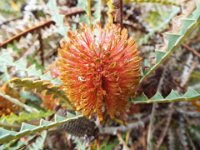 DSCF2572  b. candolleana photo taken at the  Banksia Farm, Mt Barker  on the 19/05/2014.