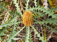 DSCF2573  b. candolleana photo taken at the  Banksia Farm, Mt Barker  on the 19/05/2014.