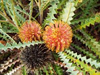 DSCF2574  b. candolleana photo taken at the  Banksia Farm, Mt Barker  on the 19/05/2014.