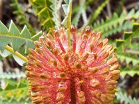 DSCF2575  b. candolleana photo taken at the  Banksia Farm, Mt Barker  on the 19/05/2014.