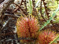 DSCF2578  b. candolleana photo taken at the  Banksia Farm, Mt Barker  on the 19/05/2014.