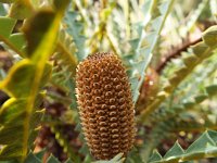 DSCF2579  b. candolleana photo taken at the  Banksia Farm, Mt Barker  on the 19/05/2014.
