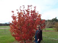 DSCF2372  Liquid amber turning at the Banksia Farm.