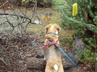 DSCF2403  Bobby - what's that over there!!  Oh that Banksia pre